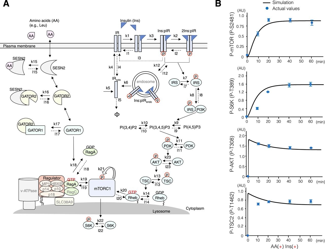 Amino Acid Dependent TSC2 Dephosphorylation By Lysosome PP2A Regulates MTORC1 Signaling Transduction Life Science Alliance Amino Acid Dependent TSC2 Dephosphorylation By Lysosome PP2A Regulates MTORC1 Signaling Transduction Life Science Alliance