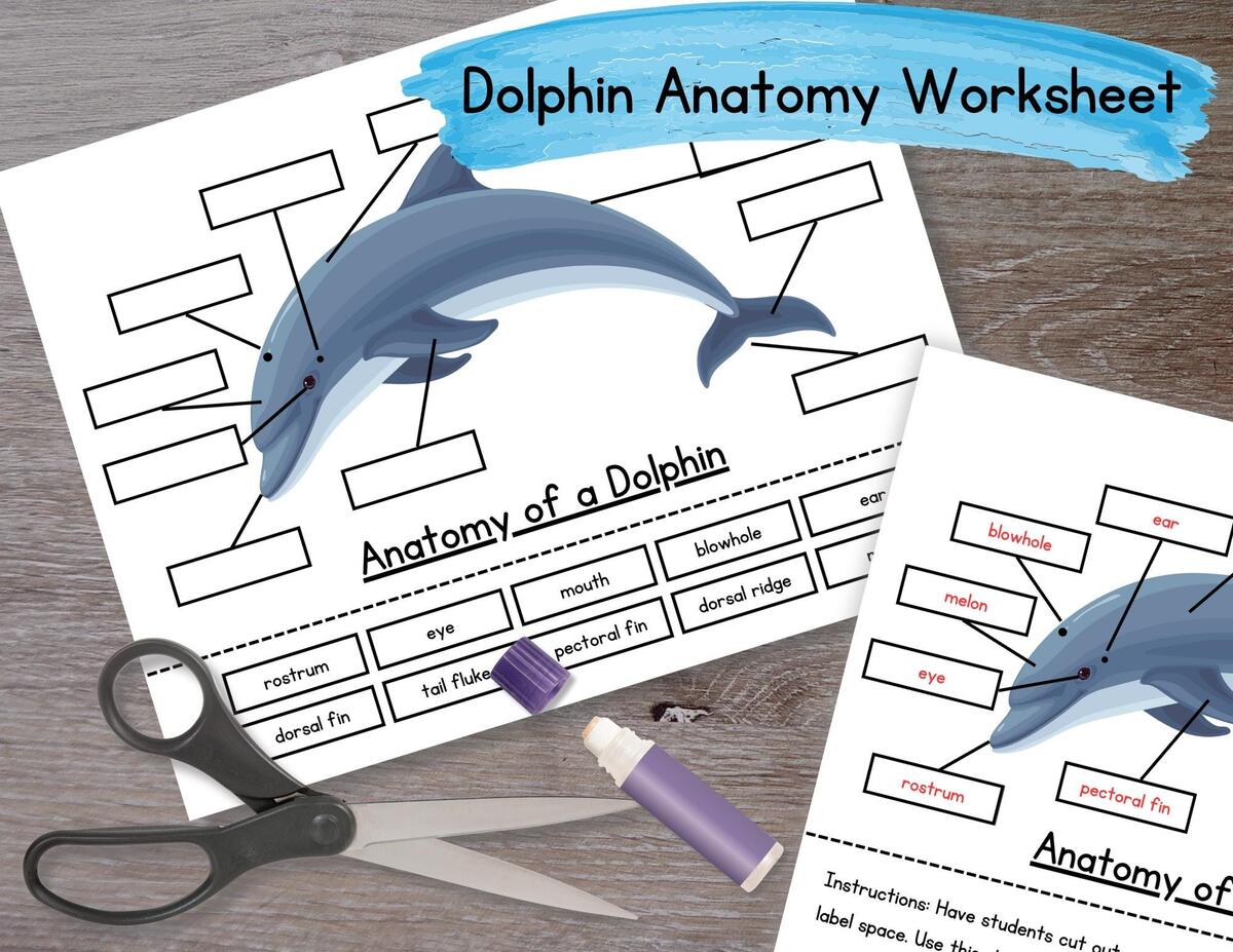 Anatomy Of A Dolphin Worksheet PDF Etsy Anatomy Of A Dolphin Worksheet PDF Etsy