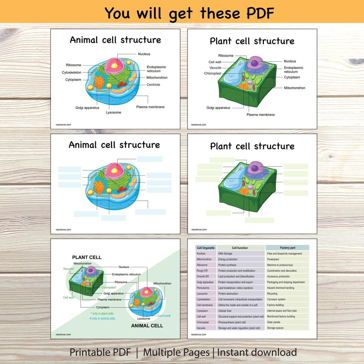 Animal Plant Cell Structure Worksheet Labeling Diagram Printable Etsy Plant Animal Cells Worksheet Labeling Comparison