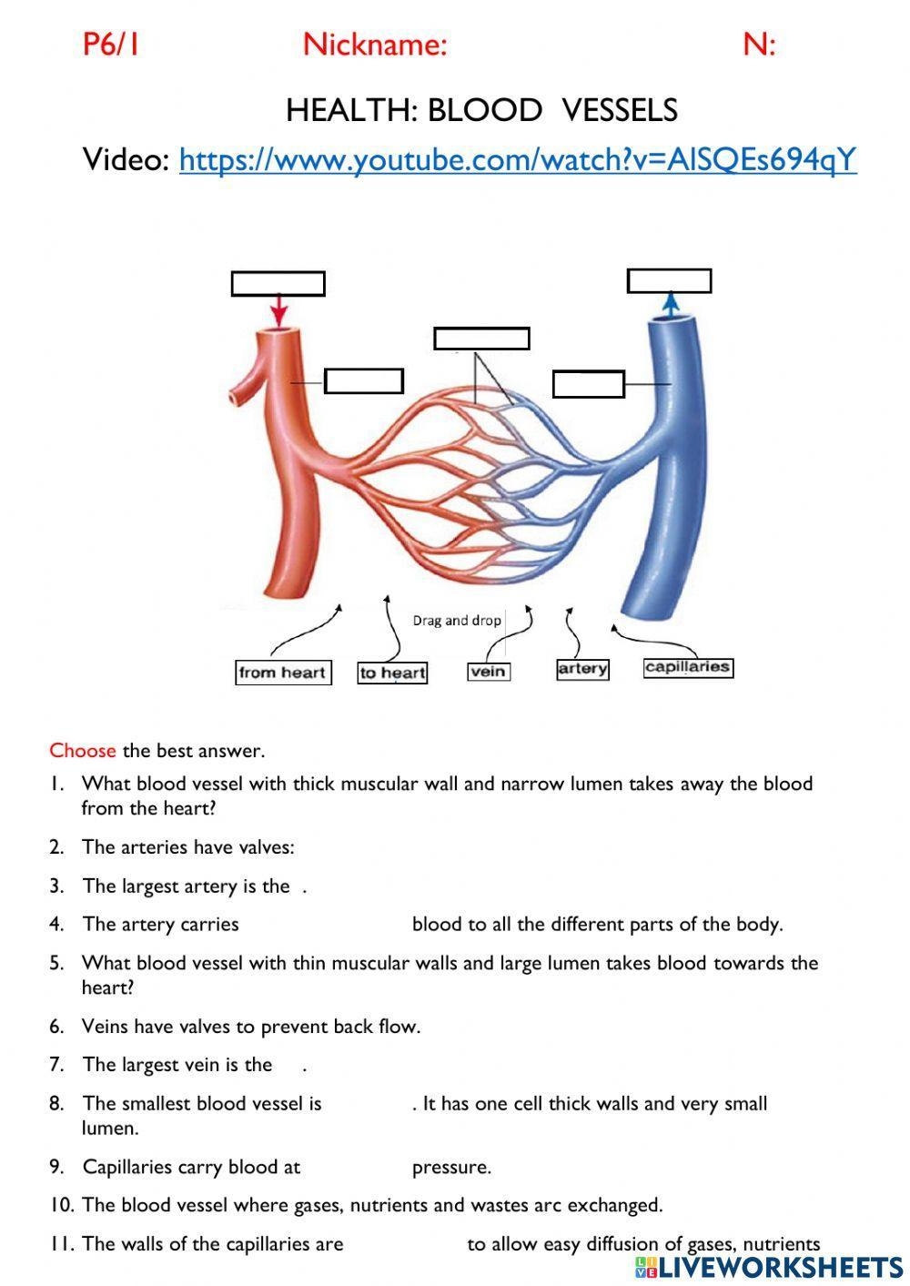 Blood Vessels Activity Worksheets Library Blood Vessels Activity Worksheets Library