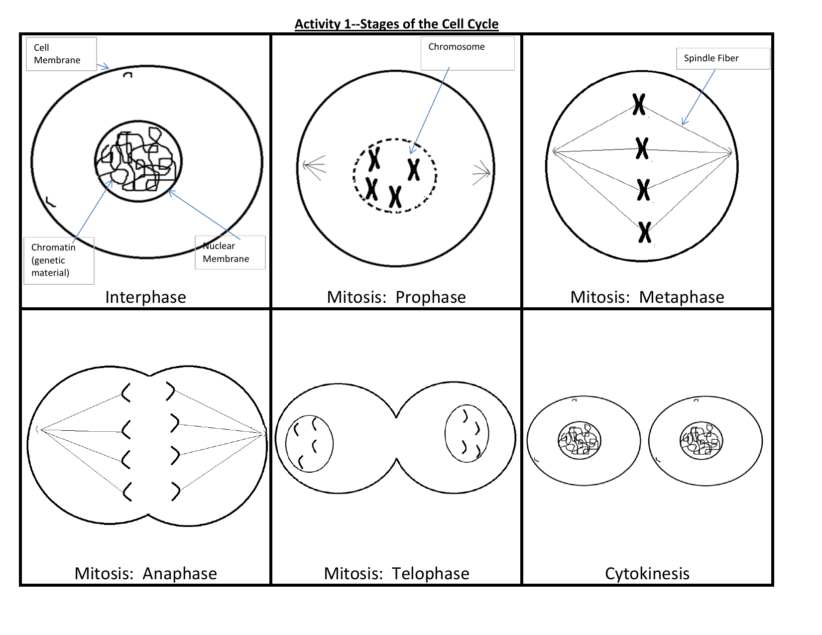 Cell Cycle Stages Activity Worksheet
