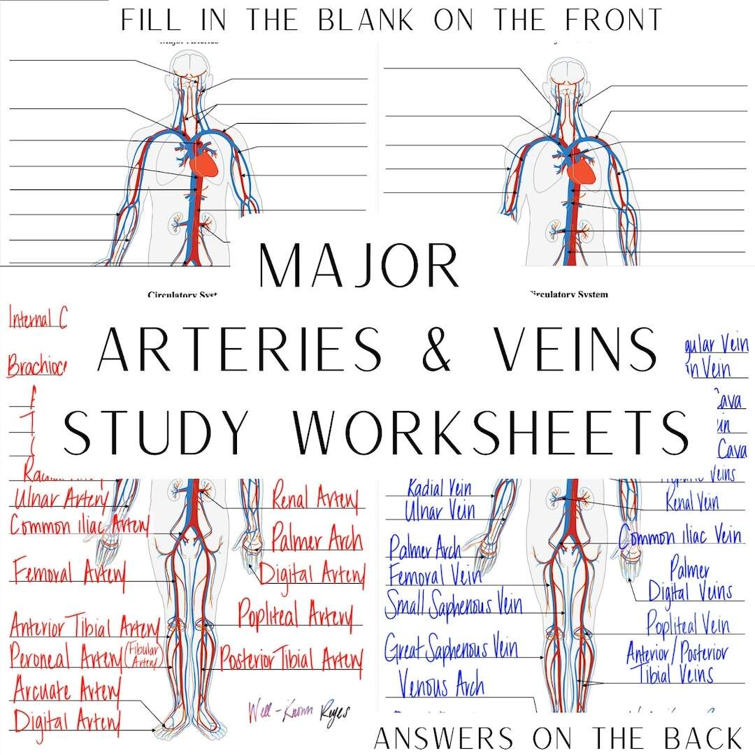 Circulatory System Major Arteries Major Veins Digital Worksheets Study Worksheets Label The Major Arteries Major Veins Etsy Ireland Free Circulatory System Labeling Worksheet