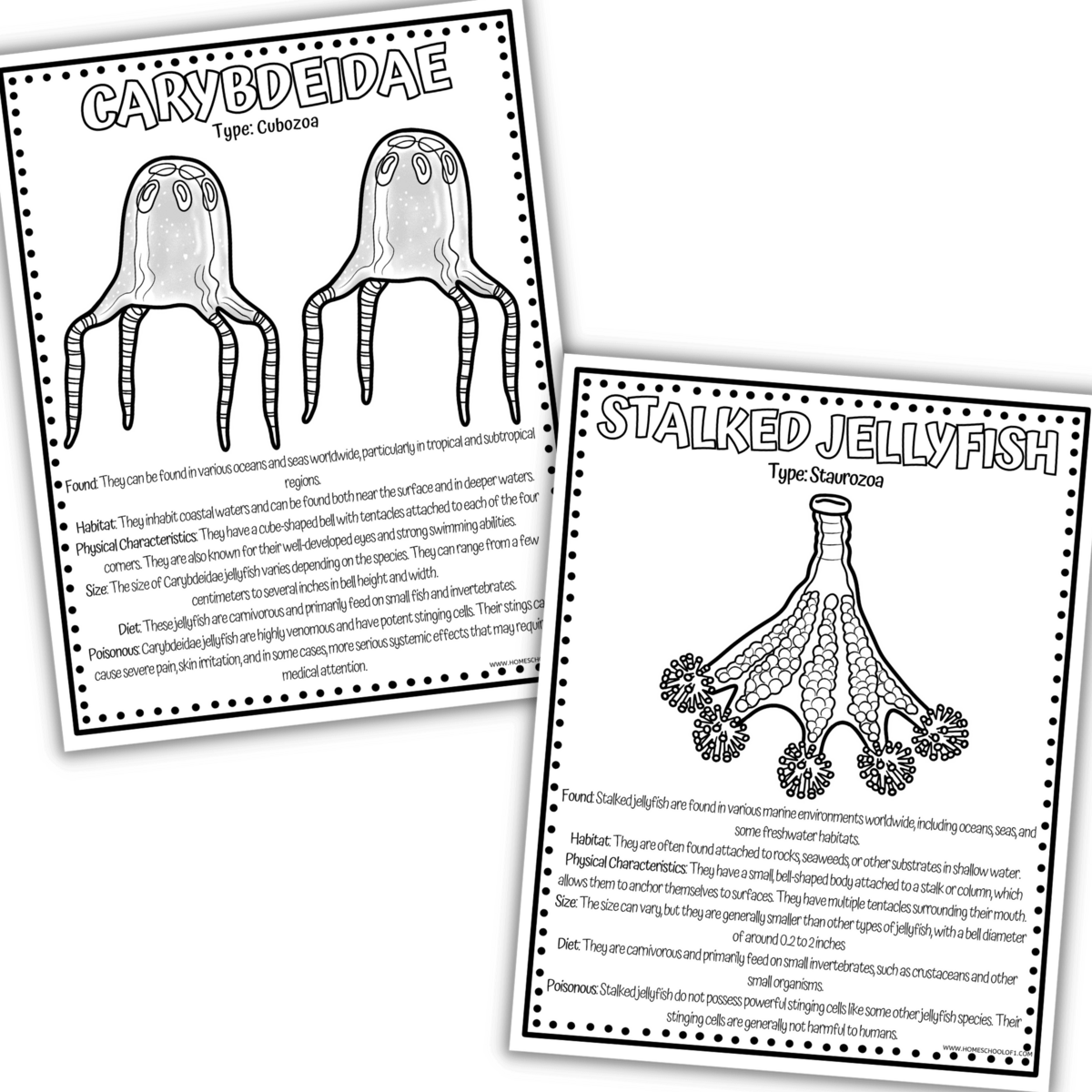 Cnidarians Jellyfish Worksheets Cnidarians Jellyfish Worksheets