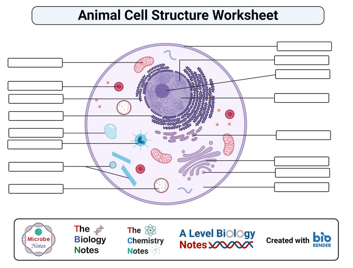 Digital Printable Animal Cell Structure Worksheet Homeschool Worksheets Library Digital Printable Animal Cell Structure Worksheet Homeschool Worksheets Library