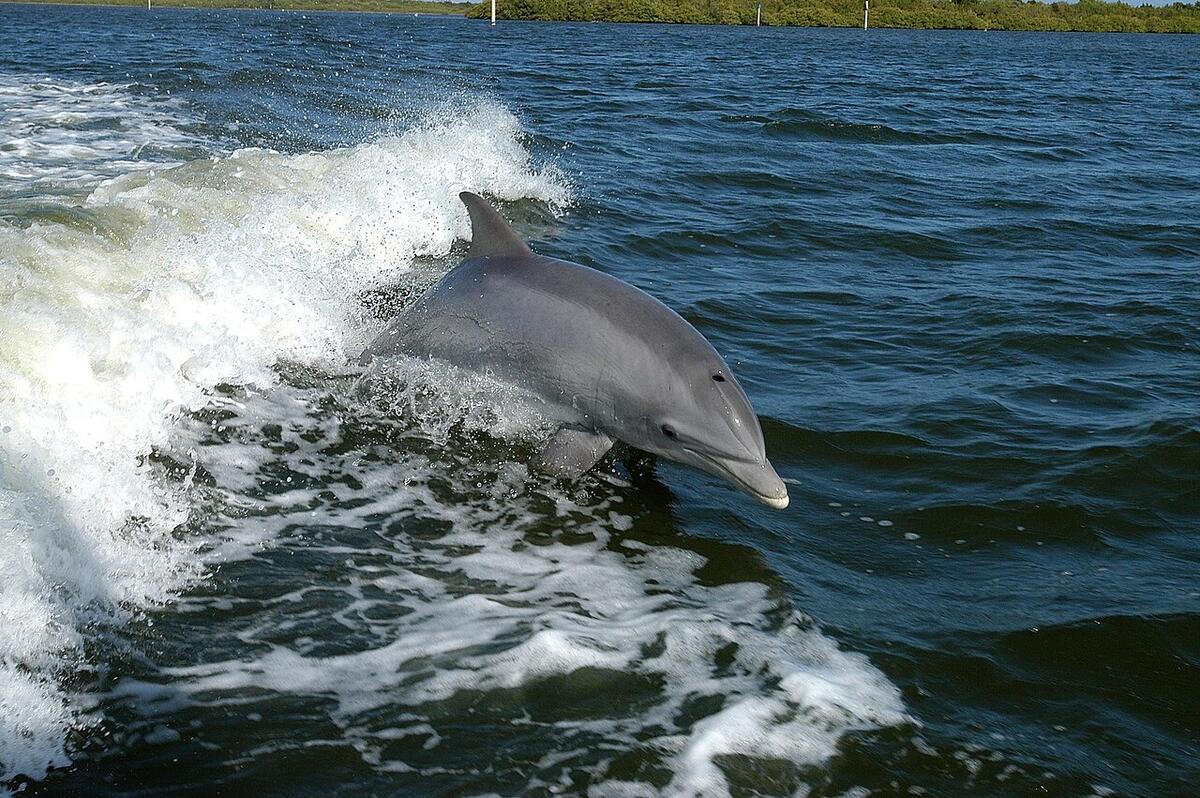 Dolphin Wikipedia Dolphin Wikipedia