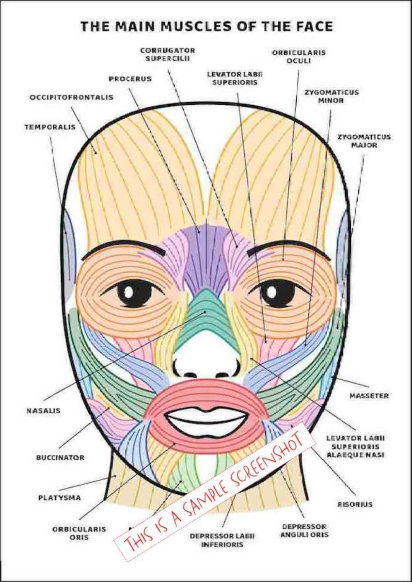 Facial Muscles And Their Functions Guide Printable Instant Digital Download Chart Poster Diagram Of Face Anatomy 2 Page PDF Learning Etsy Facial Muscles And Their Functions Guide Printable Instant Digital Download Chart Poster Diagram Of Face Anatomy 2 Page PDF Learning Etsy