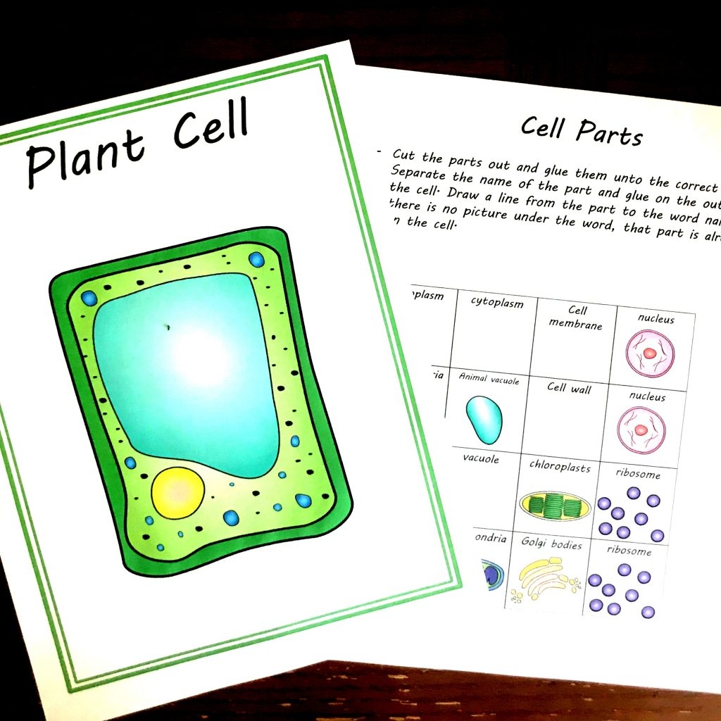 Free Cut And Paste Animal And Plant Cell Worksheet Comparing Cells