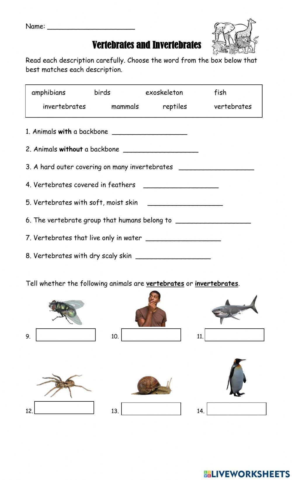 Free Free Printable Worksheet On Vertebrates And Invertebrates Download Free Free Printable Worksheet On Vertebrates And Invertebrates Png Images Free Worksheets On Clipart Library Free Free Printable Worksheet On Vertebrates And Invertebrates Download Free Free Printable Worksheet On Vertebrates And Invertebrates Png Images Free Worksheets On Clipart Library