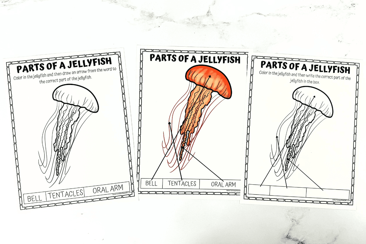 Free Parts Of A Jellyfish Worksheet Free Parts Of A Jellyfish Worksheet