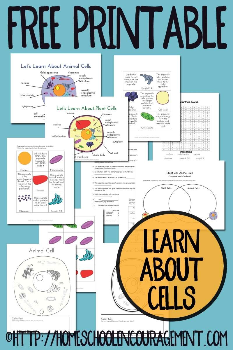Free Cut And Paste Animal And Plant Cell Worksheet Comparing Cells