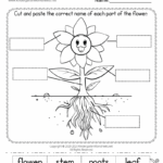 Free Printable Parts Of A Flower Worksheet