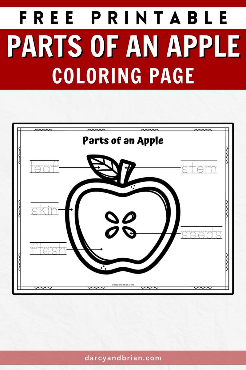 Free Printable Parts Of An Apple Coloring Page