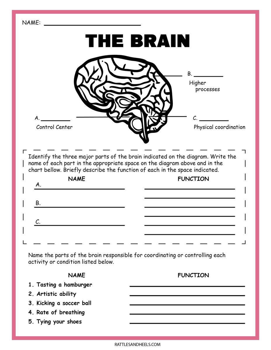 Free Science Worksheets The Nervous System Adanna Dill Free Science Grade 6 Worksheet Download Free Science Grade 6 Worksheet Png Images Free Worksheets On Clipart Library
