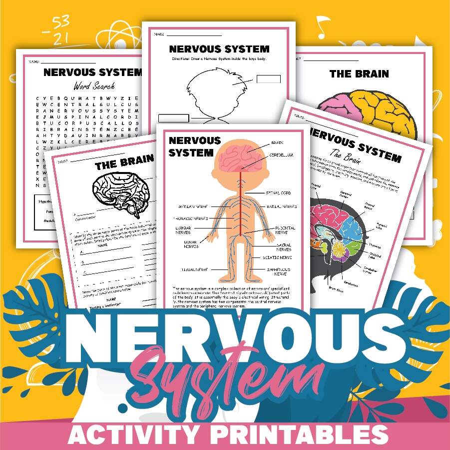Free Science Worksheets The Nervous System Adanna Dill Free Science Worksheets The Nervous System Adanna Dill