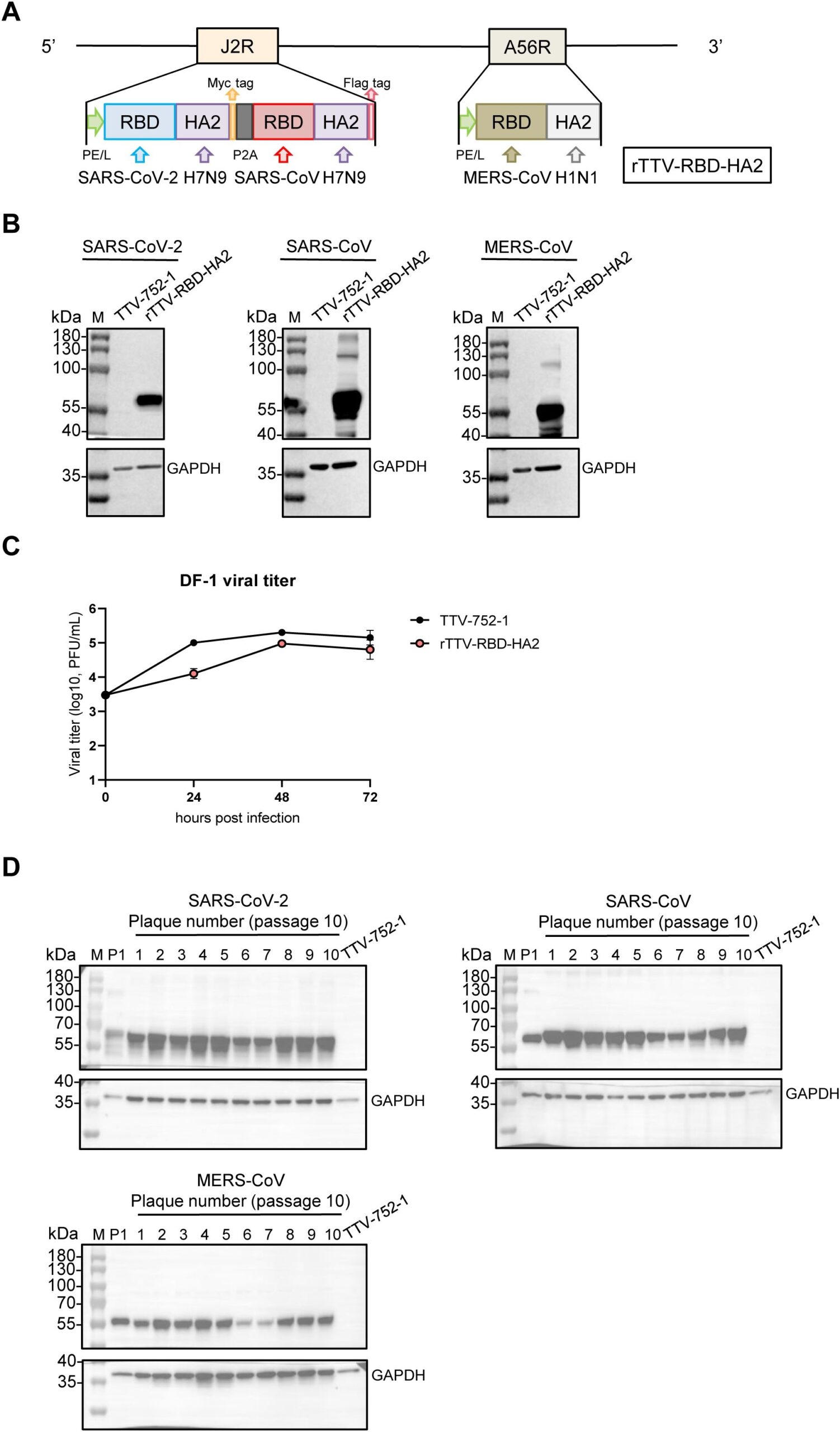 Frontiers A Multi Antigen Vaccinia Vaccine Broadly Protected Mice Against SARS CoV 2 And Influenza A Virus While Also Targeting SARS CoV 1 And MERS CoV Frontiers A Multi Antigen Vaccinia Vaccine Broadly Protected Mice Against SARS CoV 2 And Influenza A Virus While Also Targeting SARS CoV 1 And MERS CoV