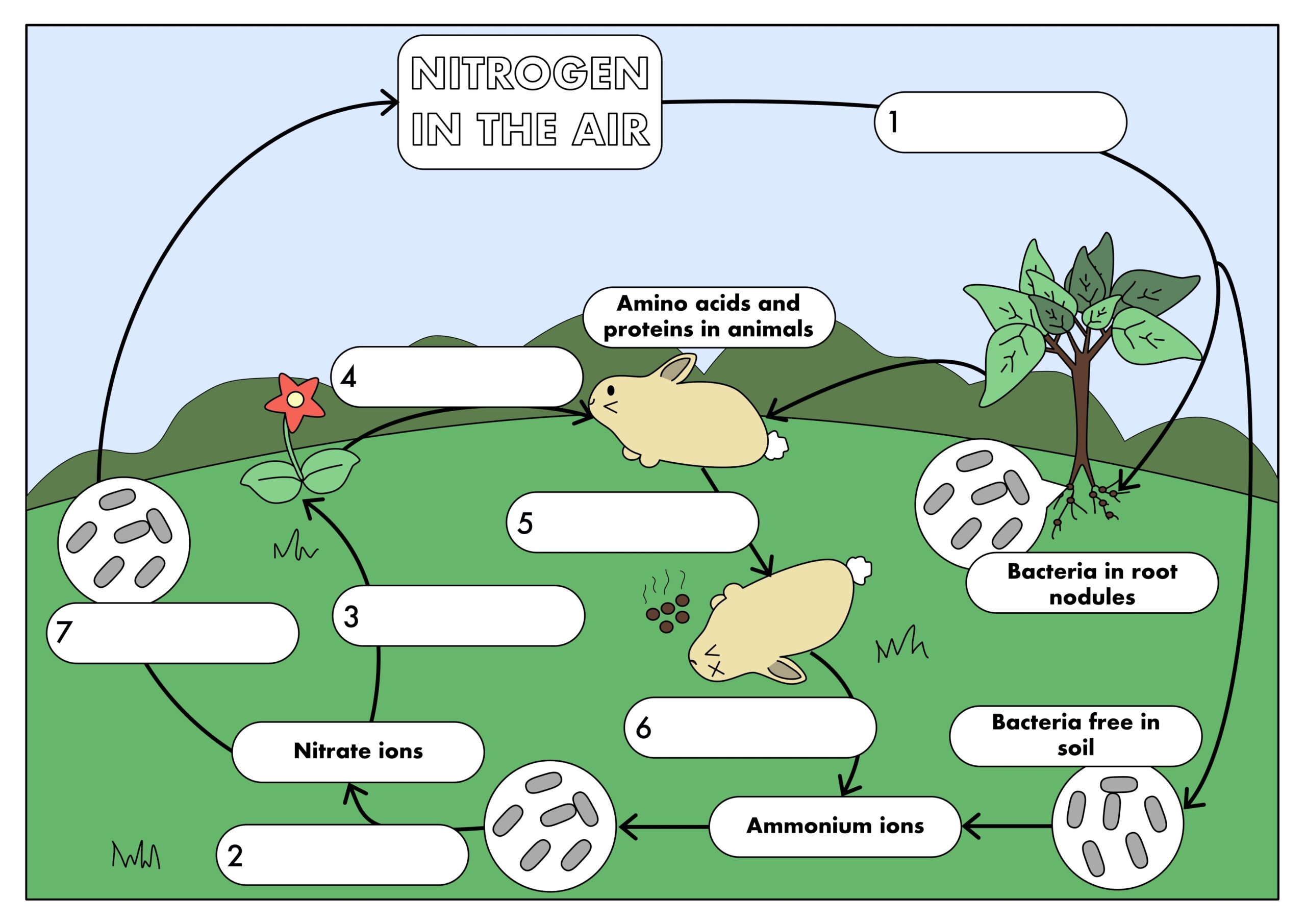 Nitrogen Cycle Worksheet Understanding Nitrogen Sources Processes Studocu