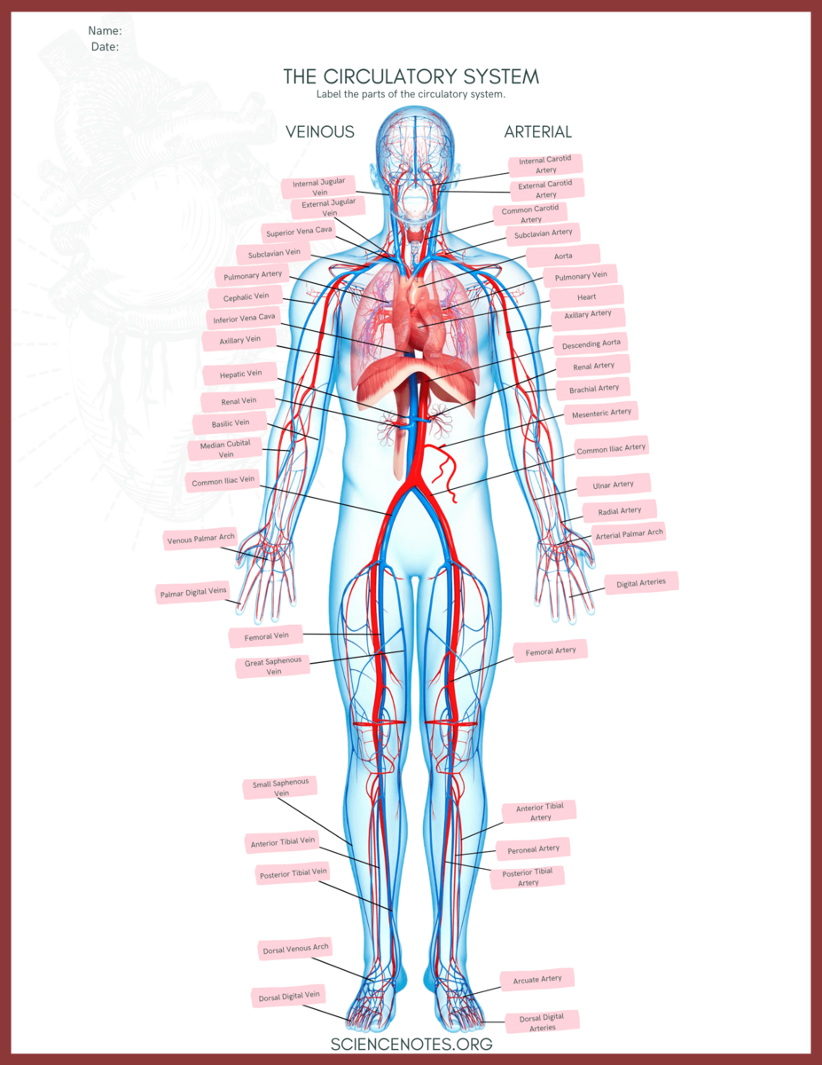 Human Anatomy Worksheets And Study Guides Human Anatomy Worksheets And Study Guides