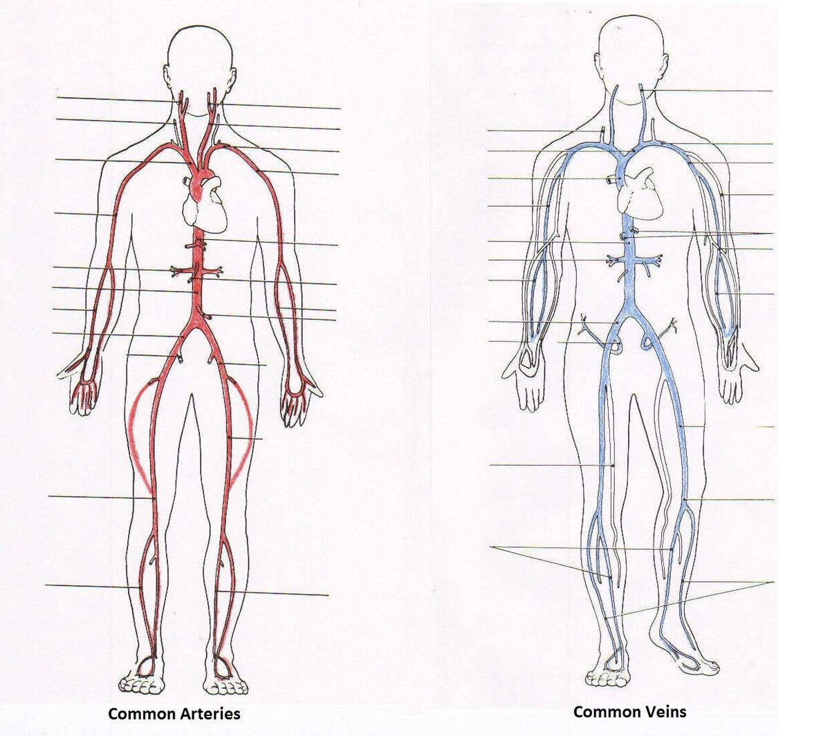 Label Arteries And Veins Worksheet Worksheets Library Label Arteries And Veins Worksheet Worksheets Library