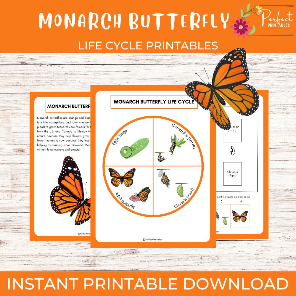 Free Life Cycle Of A Butterfly Worksheets And Printables