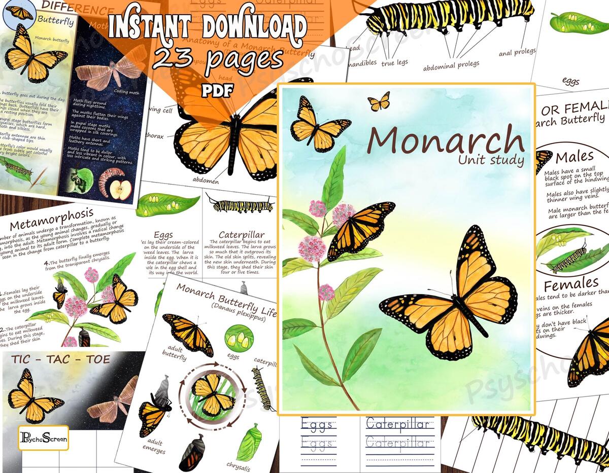 Monarch Butterfly Life Cycle Homeschool Science Printable PDF Download Etsy Israel