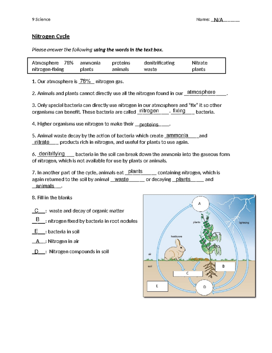 Nitrogen Cycle Worksheet Understanding Nitrogen Sources Processes Studocu