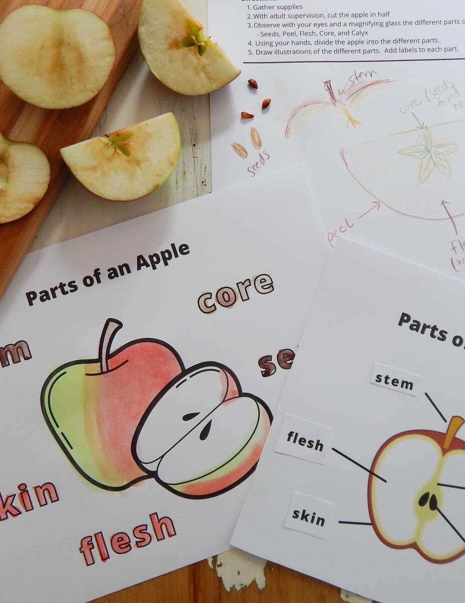 Free Printable Parts Of An Apple Coloring Page