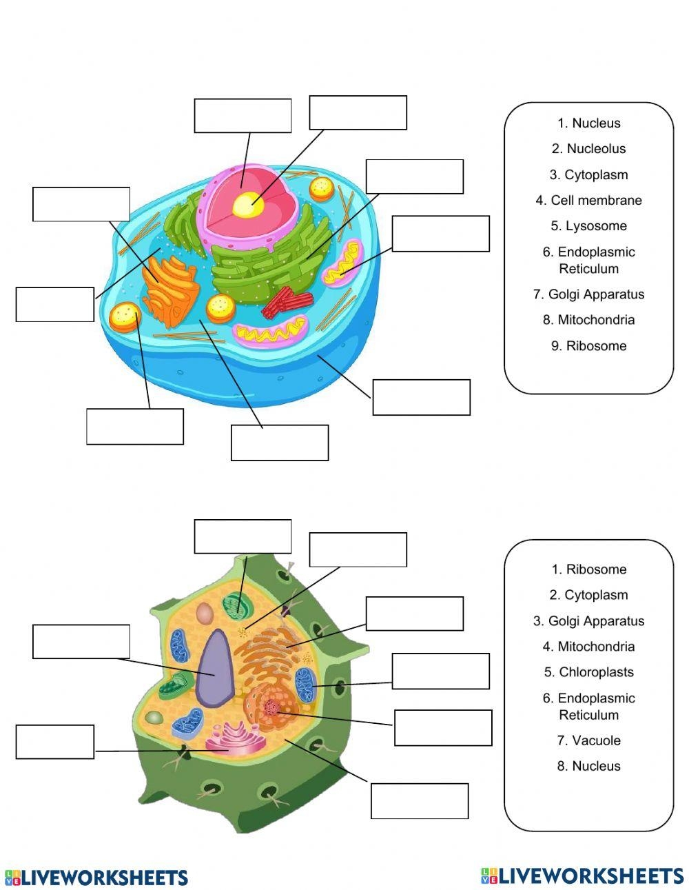 Parts Of Animal And Plant Cell Worksheet Worksheets Library Parts Of Animal And Plant Cell Worksheet Worksheets Library