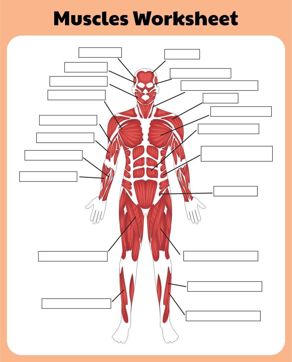 Printable Muscular System Worksheets Printable Muscular System Worksheets