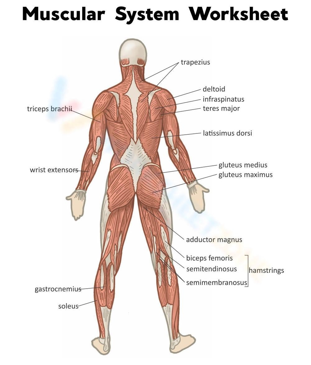 Printable Muscular System Worksheets Printable Muscular System Worksheets