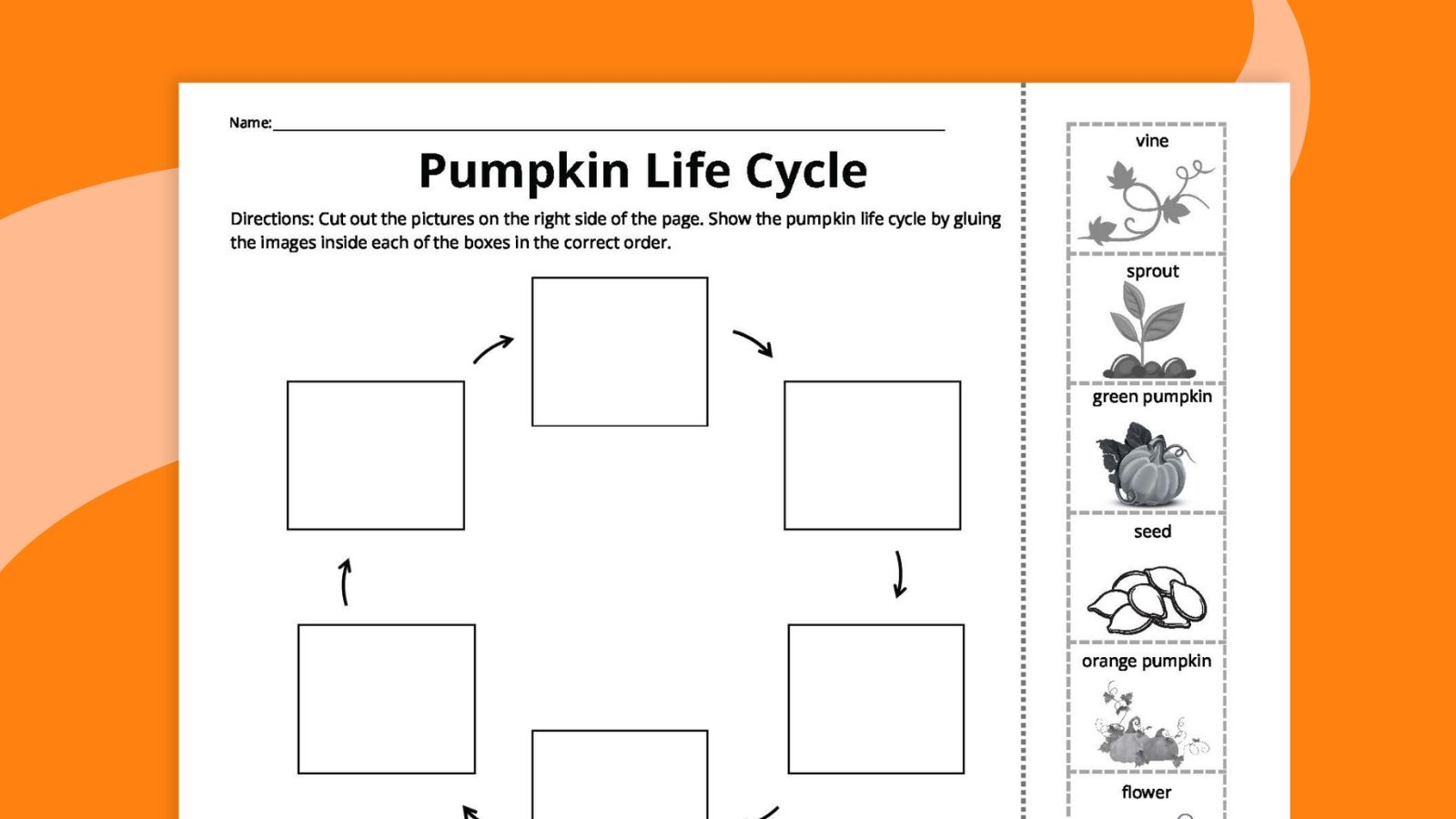 Pumpkin Life Cycle Activity For A Fun Science Foldable Free Rock Your Homeschool