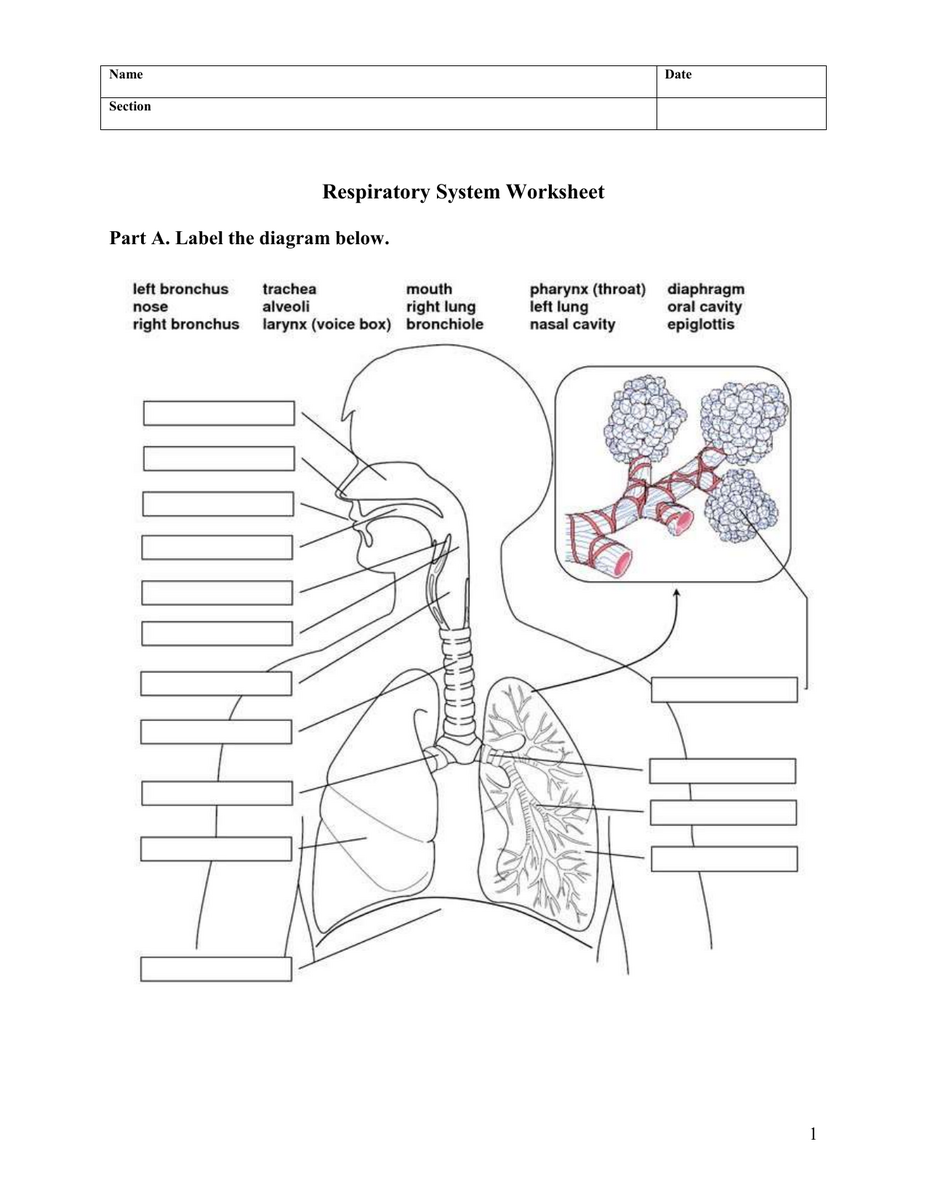 Respiratory System Worksheet Anatomy Function Respiratory System Worksheet Anatomy Function