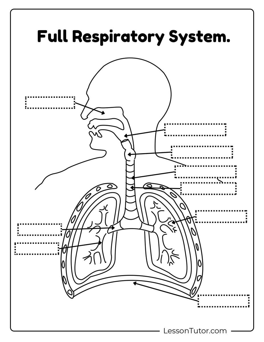 Respiratory System Worksheets Free Coloring Pages PDF Printables And Worksheets Lesson Tutor Respiratory System Worksheets Free Coloring Pages PDF Printables And Worksheets Lesson Tutor