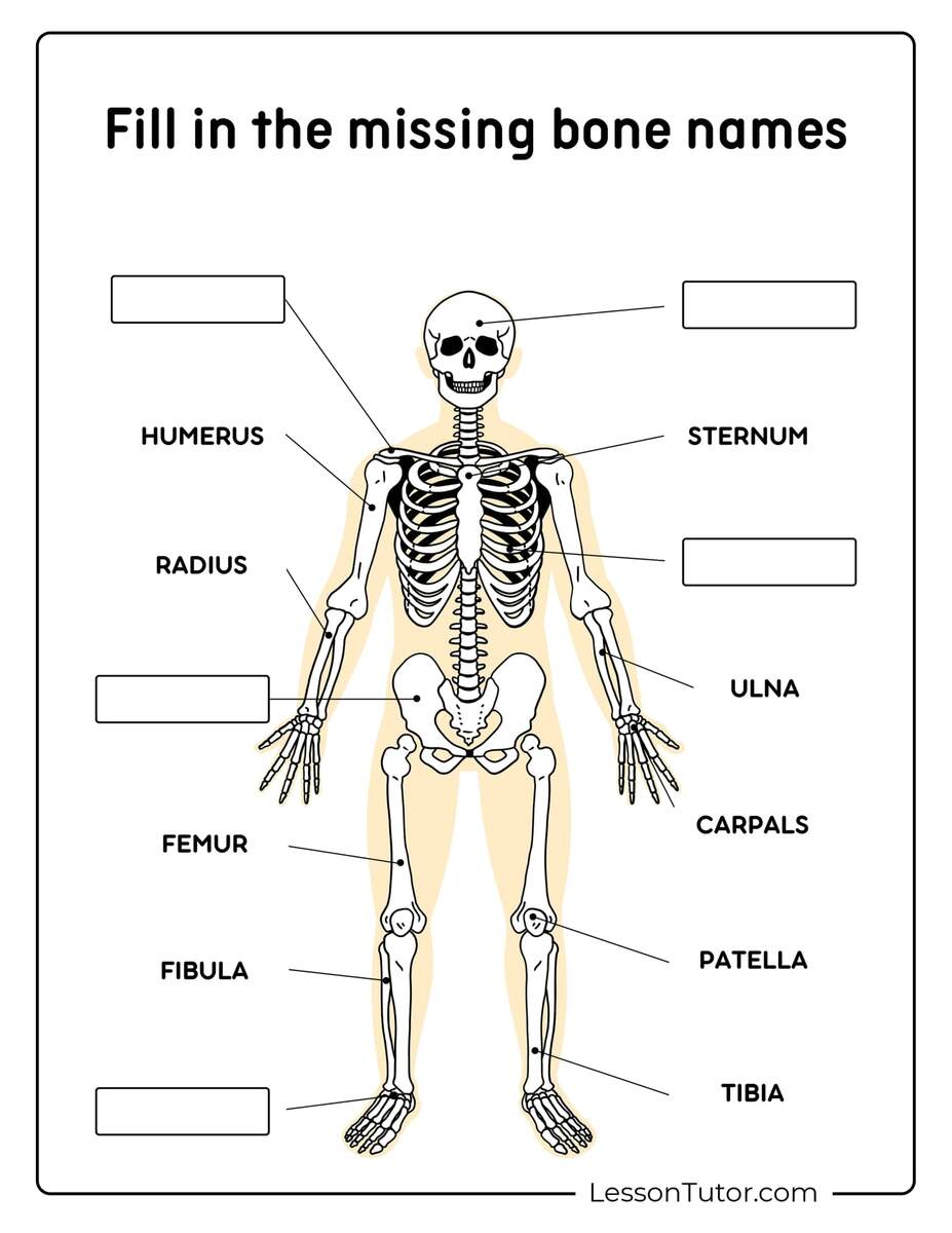 Chapter 5 The Human Body The Appendicular Skeleton Worksheet WordMint