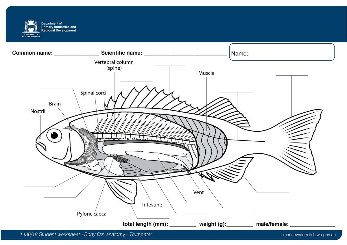 Student Worksheet Bony Fish Anatomy Trumpeter Department Of Primary Industries And Regional Development Student Worksheet Bony Fish Anatomy Trumpeter Department Of Primary Industries And Regional Development