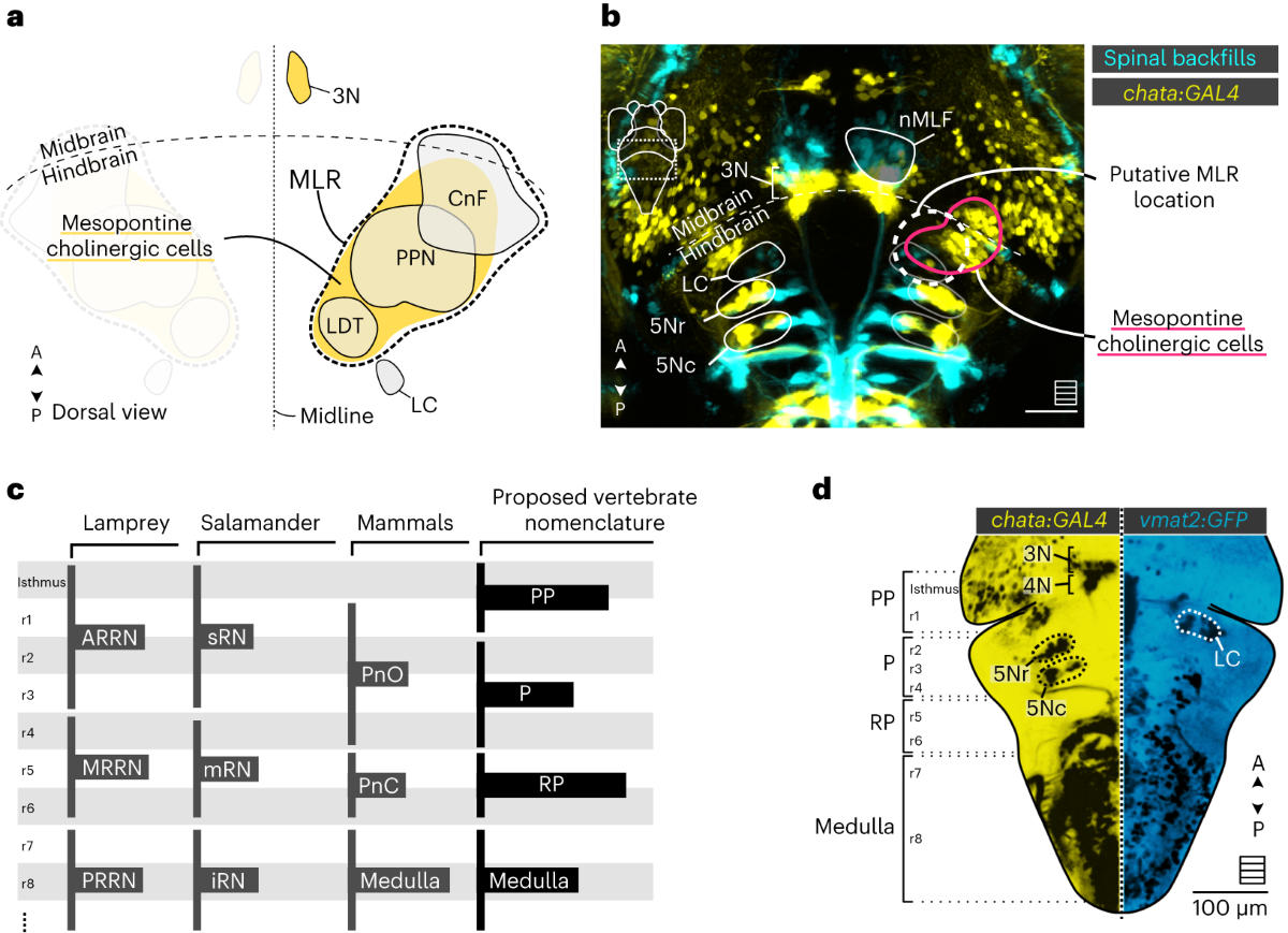 The Mesencephalic Locomotor Region Recruits V2a Reticulospinal Neurons To Drive Forward Locomotion In Larval Zebrafish Nature Neuroscience Amino Acid Dependent TSC2 Dephosphorylation By Lysosome PP2A Regulates MTORC1 Signaling Transduction Life Science Alliance