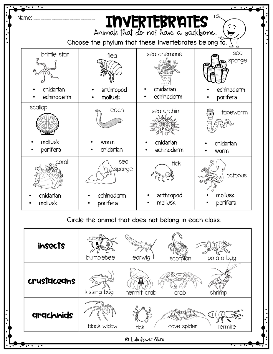 Vertebrate Invertebrate English ESL Worksheets For Distance 44 OFF Worksheets Library Vertebrate Invertebrate English ESL Worksheets For Distance 44 OFF Worksheets Library