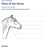 Worksheet Parts Of The Horse White Oak Stables